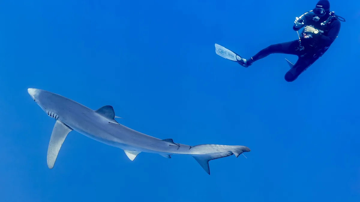 What Happens Below 40 Meters: The Risks of Deep Diving